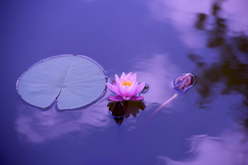 Loving-Kindness Meditation